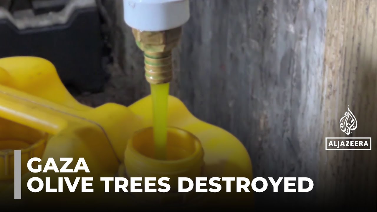 Olive trees tie Palestinians to their land: One million of Gaza’s 1.1 million trees destroyed