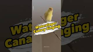 Download lagu waterslager Canary Singing #canarysinging mp3 Download lagu waterslager Canary Singing #canarysinging mp3