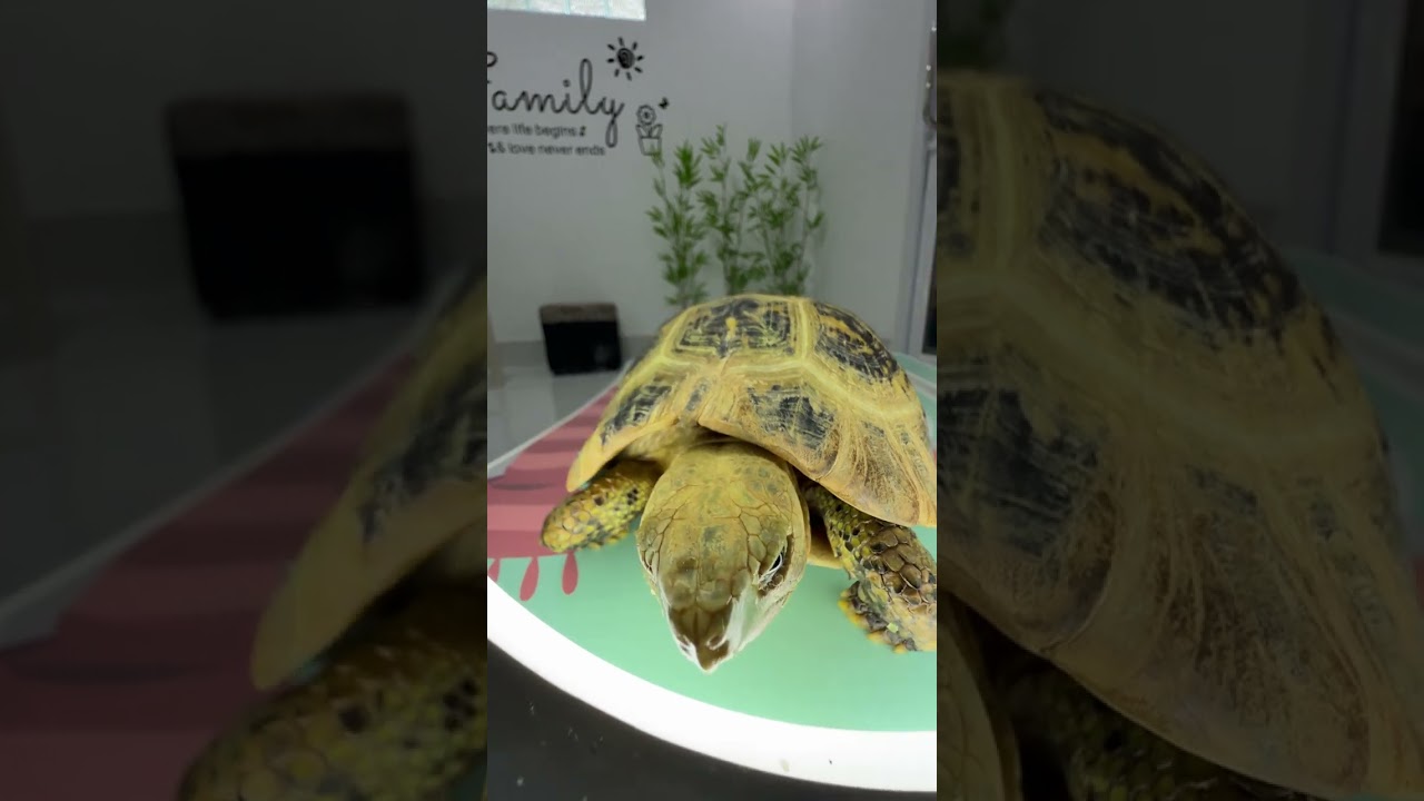 Tortoise #foryou #foryou