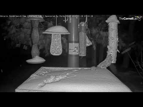 Flying squirrel visits Ontario feeder  21 21  Video 2020 01 19 063057