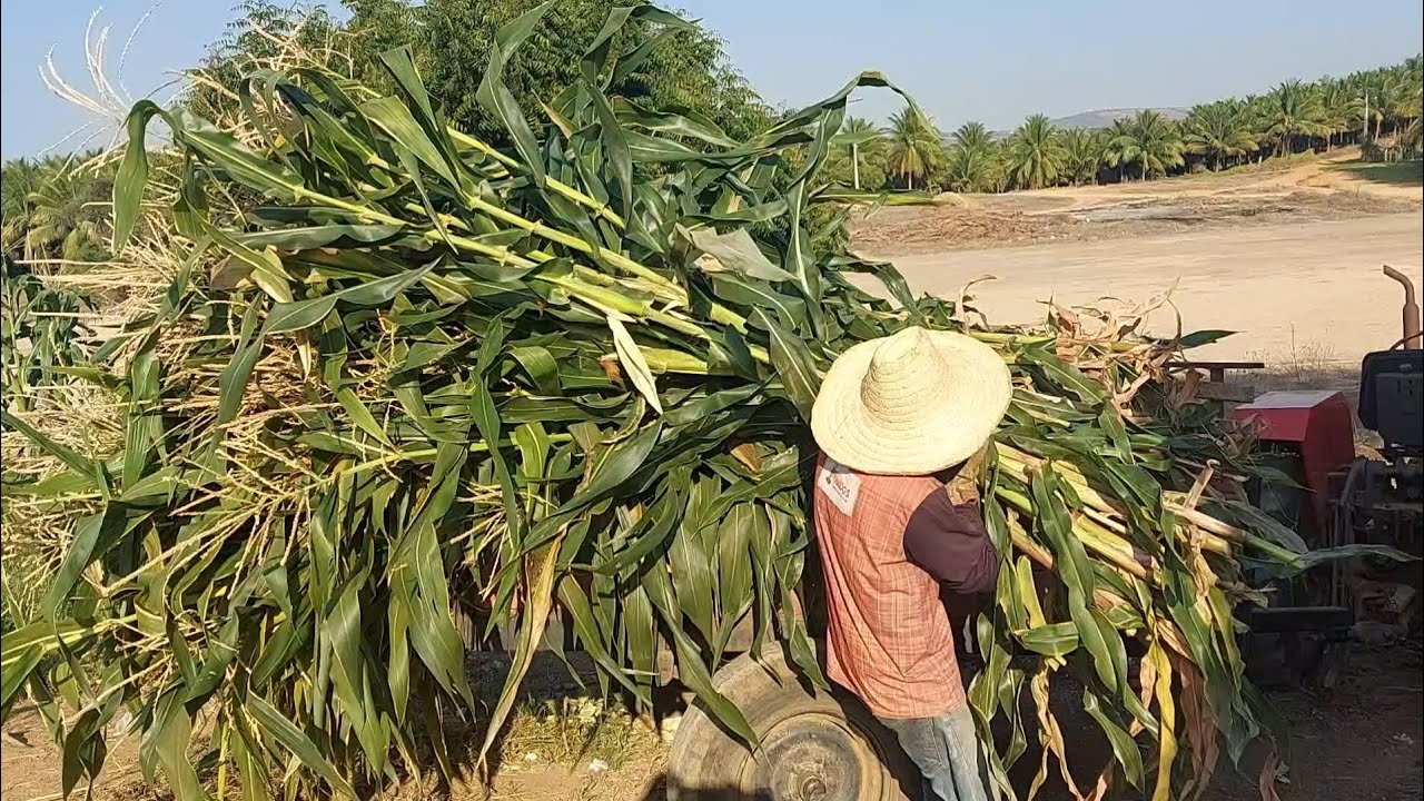 fazendo silagem de milho 🌽 🌽
