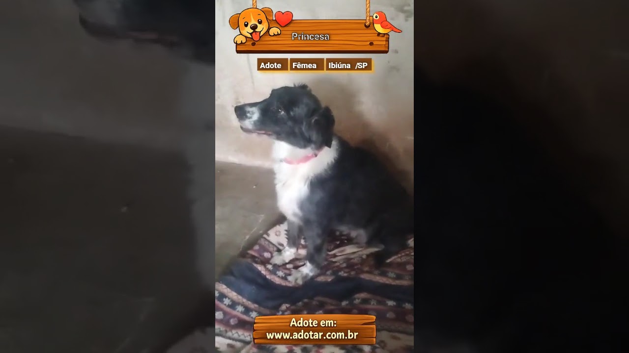 Cachorro raça SRD-ViraLata idade 3 anos nome Princesa 