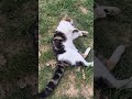 Meow Cat Cute Gray Cat Is Meowing Shorts Cat Meow Theplanetofcats