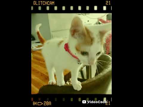 Original Gizmo Original Snowball & Branch..!