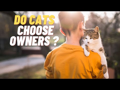 How Do CATS CHOOSE Their HUMAN? 🧍‍♀️🐈 Find Out!