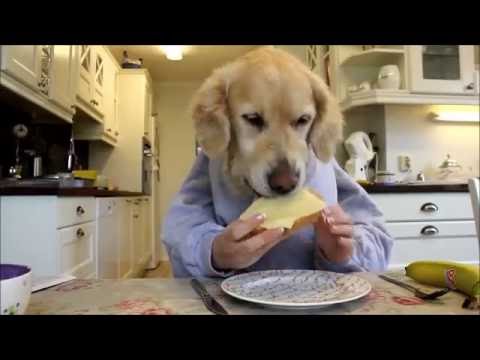 Funny Dogs Eating Like Humans Compilation