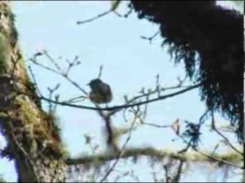 download lagu mp3 mp4 Cassins Vireo, download lagu Cassins Vireo gratis, unduh video klip Download Cassins Vireo Mp3 dan Mp4 Unlimited Gratis