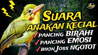 Download lagu suara anakan Kecial kuning ampuh pancing birahi Kecial bikin emosi dan Joss ngotot mp3