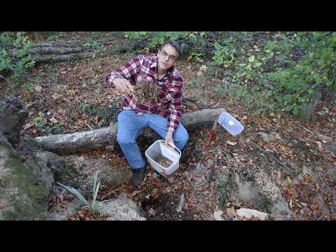 Chinaschilf im Wald aus wildern !