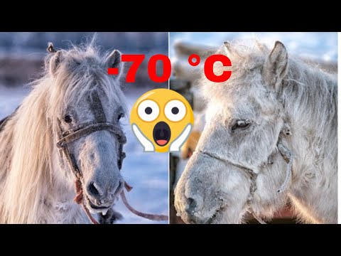 , title : 'Caii Yakut, uimitoarele animale care pot supraviețui la o temperatură de -70 °C'