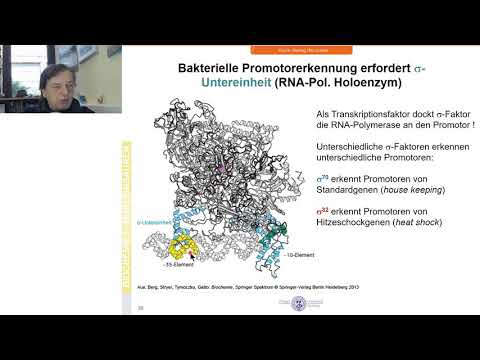 BC1 - RNA Polymerase & Transkription