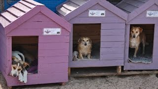 269lifeSACT OUTREACH AT H.A.W.K. - KOINONIA ANIMAL WELFARE ("RESPECT LIFE" 26/09/2016)