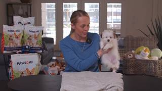TitleSmall Dog Sweetness with Big Personality | Shih Pom Puppies for Sale in Florida