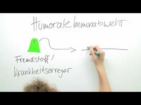 HUMORALE IMMUNABWEHR | Biologie | Immunbiologie