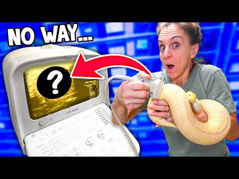 We Scanned Our Snakes and Were NOT Expecting This