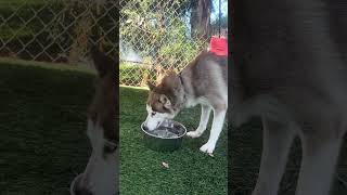 Video preview image #1 Siberian Husky Puppy For Sale in Pasadena, CA, USA