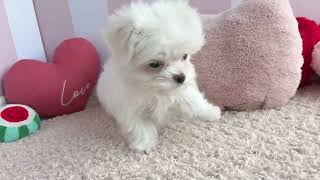 マルチーズの動画01