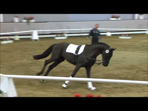 68 Sherlock v. Sir Donnerhall I / Fürst Heinrich