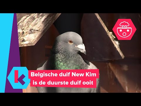 op bezoek bij de duurste duif ooit