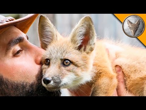 Friendly Baby Fox!