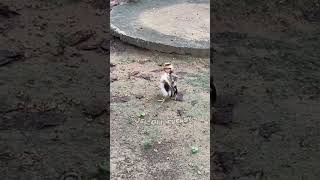 É um pinguim é?