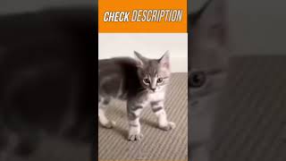 Funny cat You lough instantly, Funny cat || #Shorts