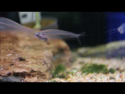 Indischer Glaswels - Kryptopterus vitreolus bicirrhis - Teil 2