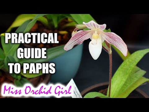 , title : 'Practical guide to growing Paphiopedilum Orchids'