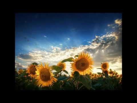 Kofy & Axis-The Brooklyn Tree