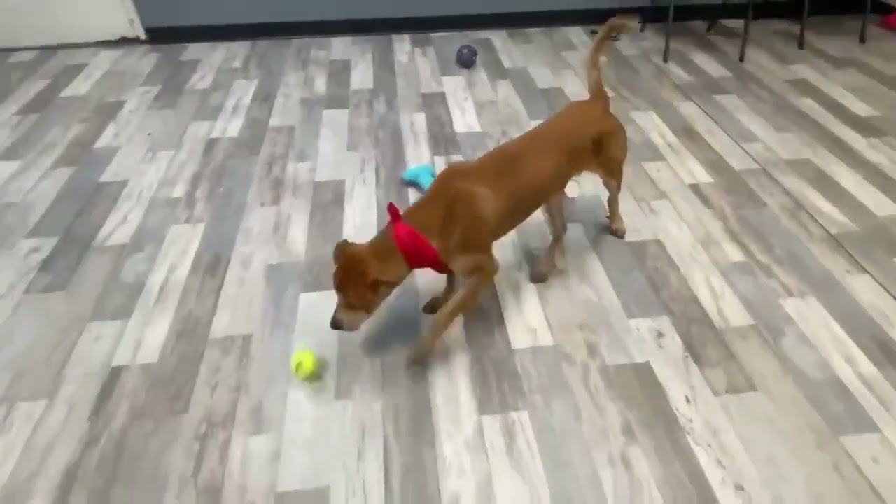 Rusty, a ADOPTABLE mixed breed in Olympia, WA video 4/5