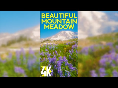 Serenity of a Summer Meadow for Vertical Screens 4K - Wildflowers, Mount Rainier & Nature Sounds