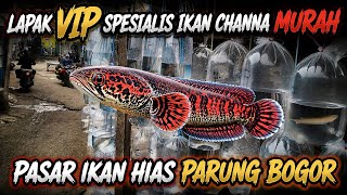 Download lagu Lapak VIP Channa Murah, Stoknya Gak Ada Habisnya‼️ - PASAR IKAN HIAS PARUNG BOGOR mp3