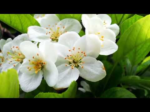 Opwekking 249 Heer wat een voorrecht