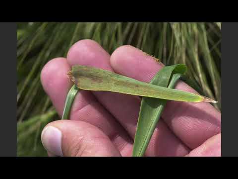 184. Feldexkursion: Sonnenbrand und Septoria im Getreide - NU Agrar, 12.05.2021