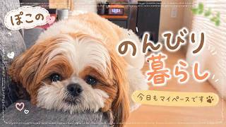 【シーズー犬】ぽこちゃんの暮らし🐶☕️【Vlog】