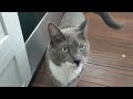 Kitten Rudely Screams But Sister Is Politely Quiet Food Time With Daisy And Moo
