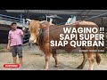 REVIEW DAN TIMBANG SAPI SUPER ‼️ WAGINO SIAP DIPINANG | SUMBER TERNAK FARM