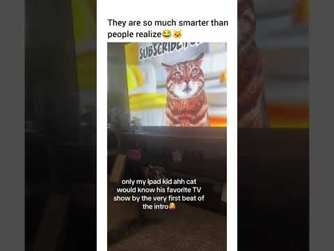 My boy LOVES any kind of cartoon or documentary with a soft toned narrator#cat #catvideos #catshorts