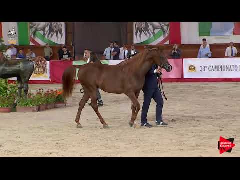 N 93 INVICTUS   Italian Nationals 2019   4 6 Years Old Stallions Class 10