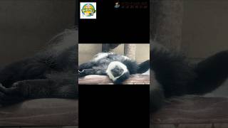 アビシニアコロブスたちのお昼！#東武動物公園 #動物 #animals #癒し #かわいい #zoo #アビシニアコロブス