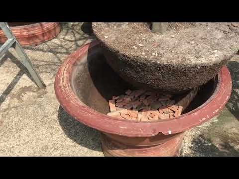 mai vàng bung lụa,là thời điểm tốt nhất để thay chậu hoặc đôn khi cần thiết