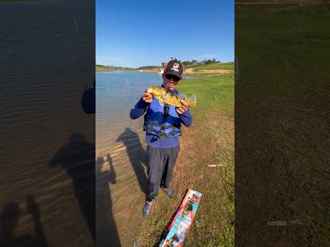 TUCUNARÉ AMARELO NO VISUAL!🎣- Três Ranchos GO #pescaria #pesqueesolte #tucunaréamarelo #guiadepesca