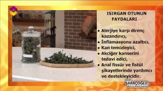 Tıbbi Bitkiler Isırganın Faydaları - TRT DİYANET