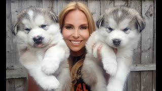 GIANT ALASKAN MALAMUTE PUPPIES