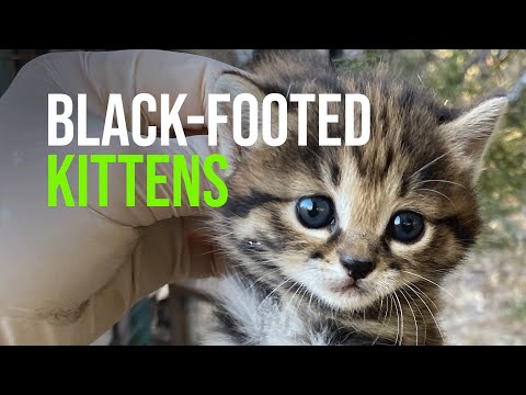 Black footed Cat Kittens!