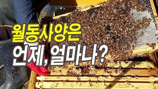 월동벌의 먹이, 월동사양은 언제 얼마나 하면 좋을까?