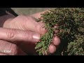 Cedar Vs Juniper Why We Call It Cedar Fever When Cedar Isn T To Blame