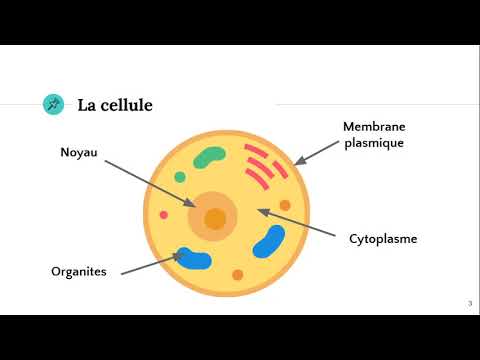 La cellule 🔬