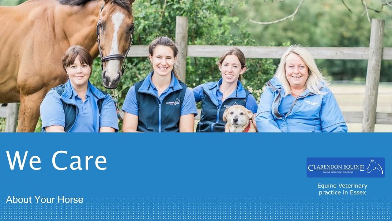 Clarendon Equine Veterinary Clinic | Vets in Essex