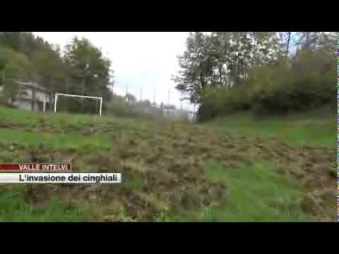 Etg - Valle Intelvi, l'invasione dei cinghiali